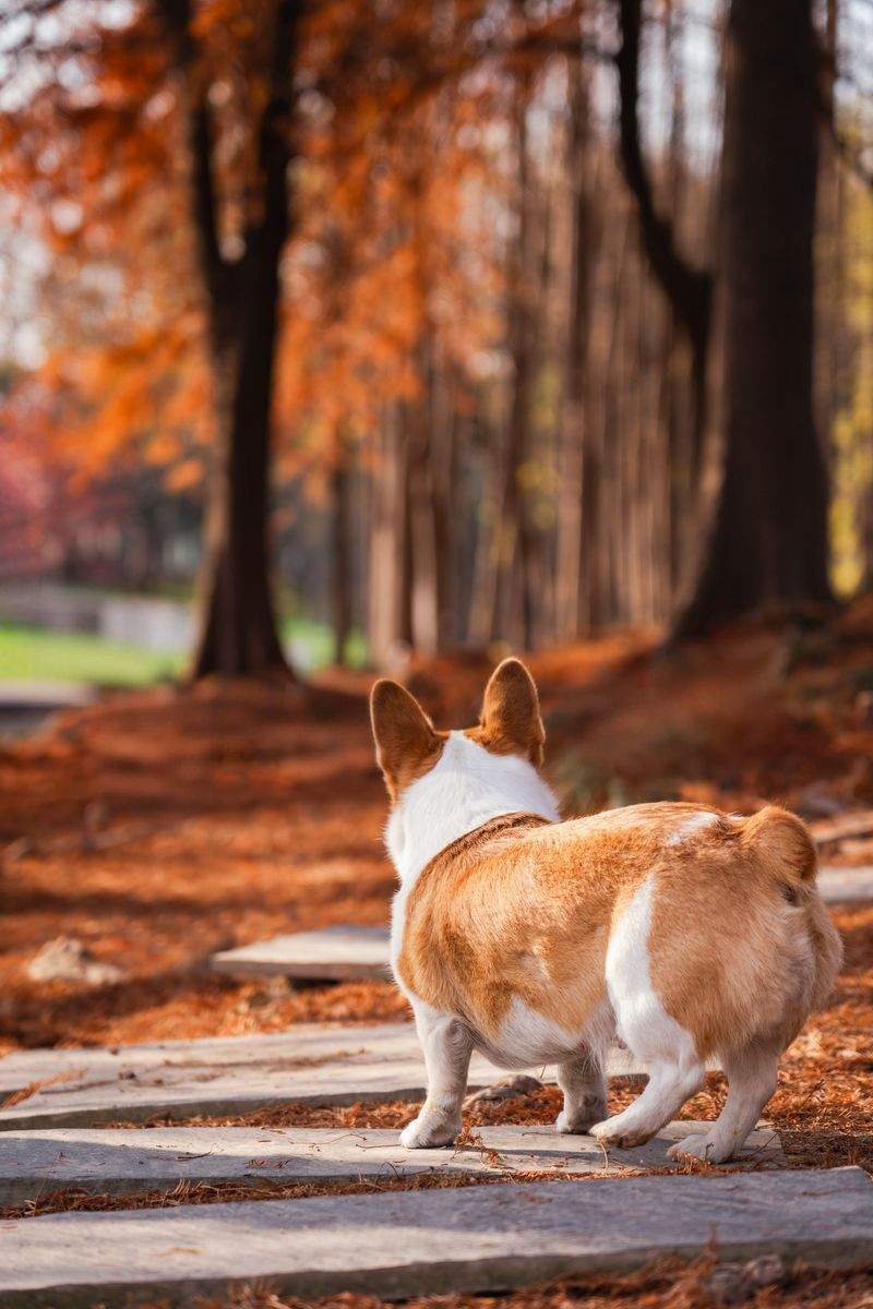 犬の散歩プロフェッショナルズ - Image 12